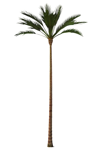 Free PSD tall palm tree isolated