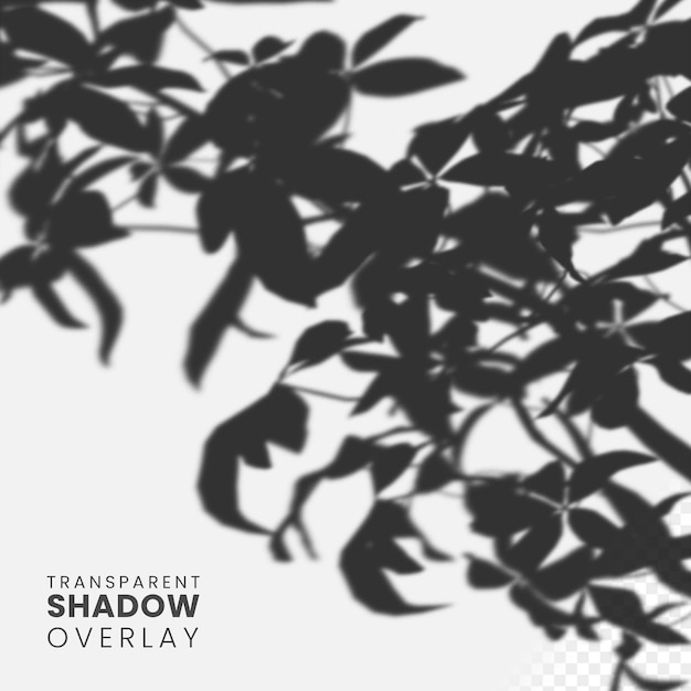 Free PSD transparent tree shadow overlay template