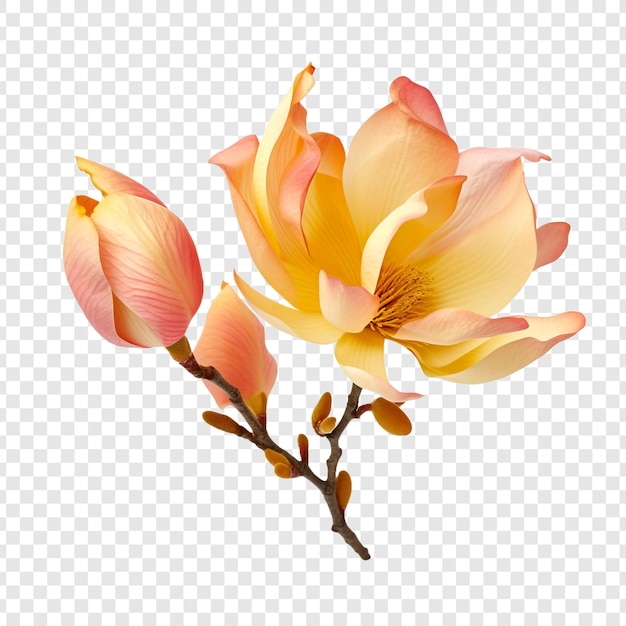 Free PSD tulip tree flower isolated on transparent background