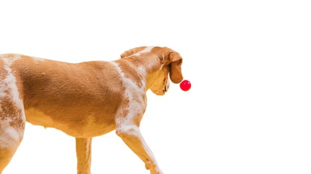 Free PSD view of adorable brown and white pet dog