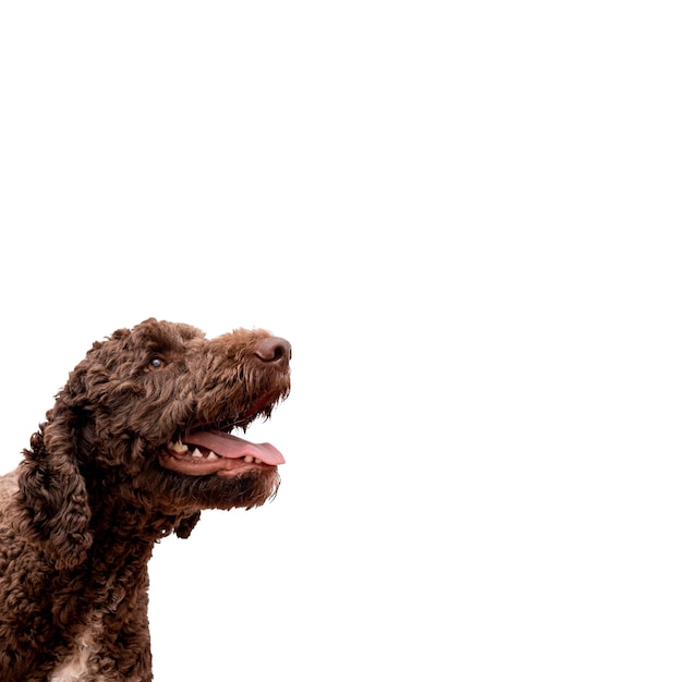 Free PSD view of adorable pet dog