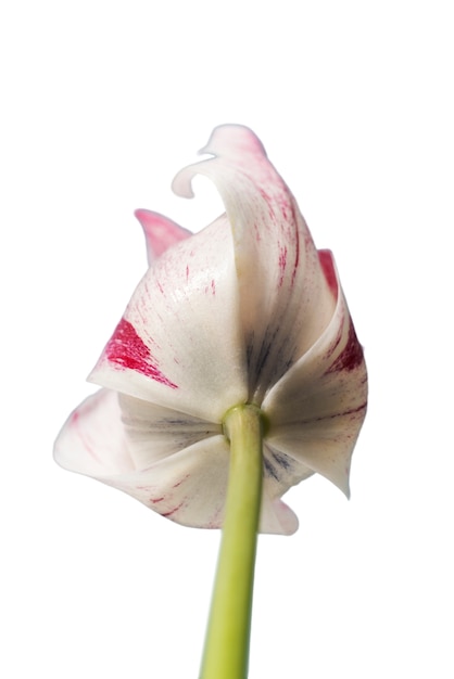 Free PSD view of beautiful blooming tulip flower