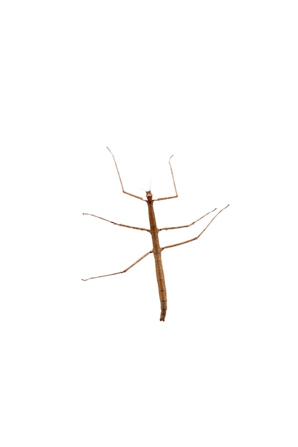 Free PSD view of stick insect