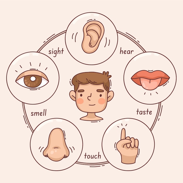 Free Vector 5 senses infographic design