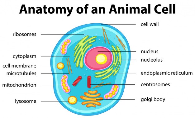 Anatomy of animal cell 