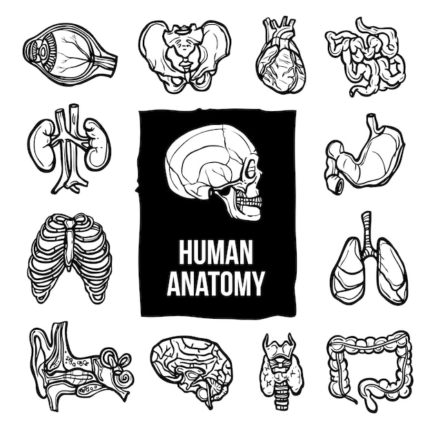 Anatomy Icons Set