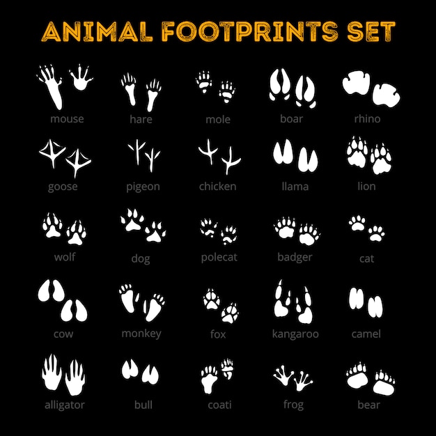 Animal Track Black Background