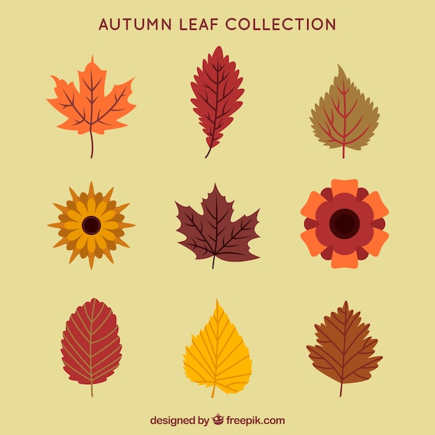 Free vector autumn leaf collection