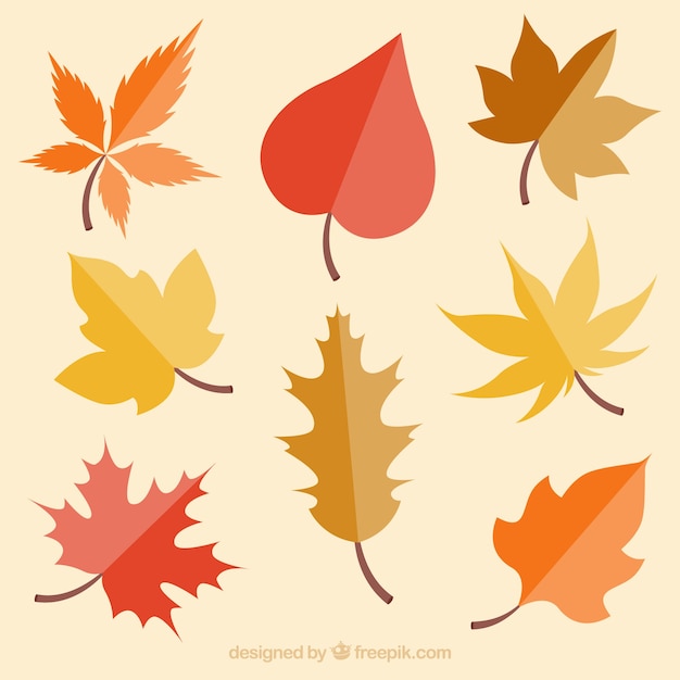 Free vector autumn leaves collection