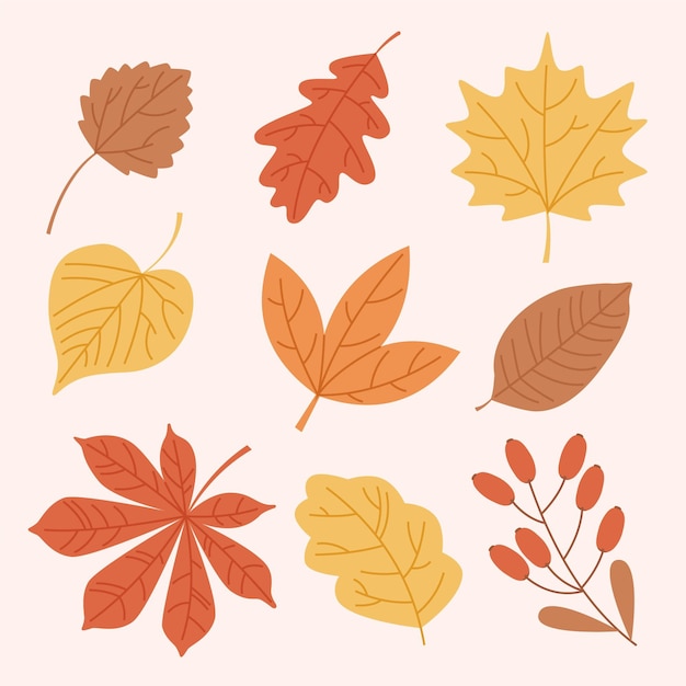 Free vector autumn leaves collection