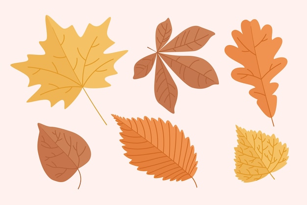 Free vector autumn leaves collection