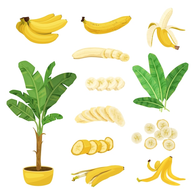 Free Vector banana flat set with isolated images of pot plant leaves and banana fruits with skin slices vector illustration