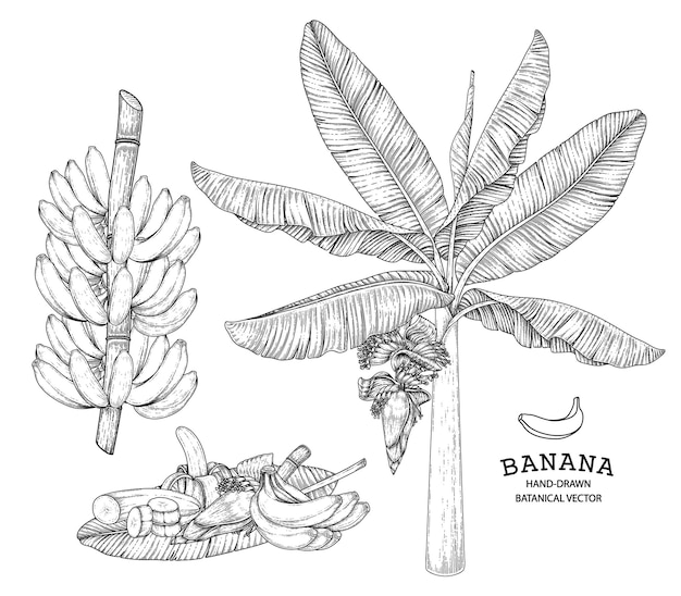 Free Vector banana tree fruit and blossom hand drawn retro illustration