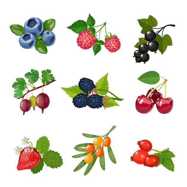 Free Vector berries of trees and shrubs set 