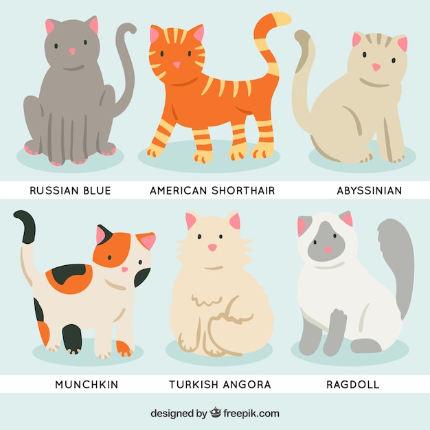 Free Vector cartoon cat breeds