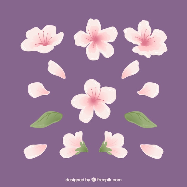 Free Vector cherry blossoms and petals