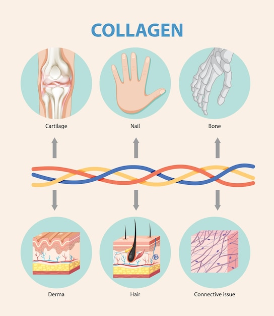 Free Vector collagen functions in human body