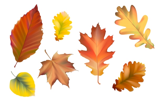 Free Vector collection of autumn leaves vector