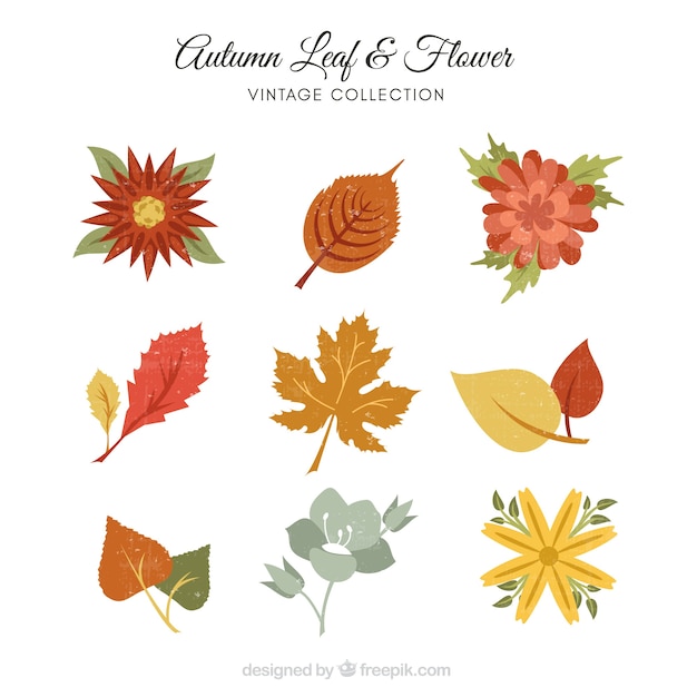 Collection of leaves and flowers in retro style