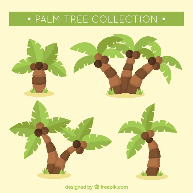 Free Vector collection of palm trees and coconuts