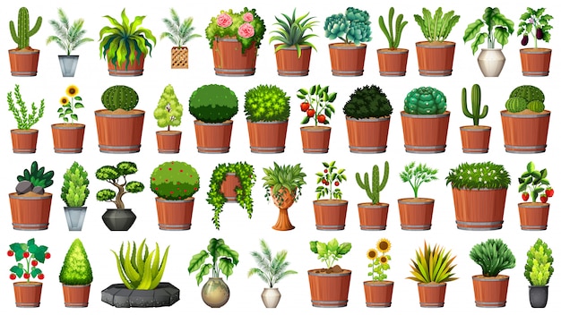 Free Vector collection of potted plants on white