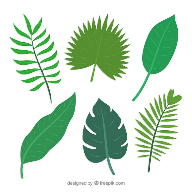 Free Vector collection of tropical leaves