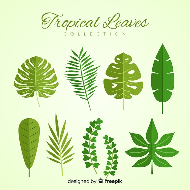 Free Vector collection of tropical leaves