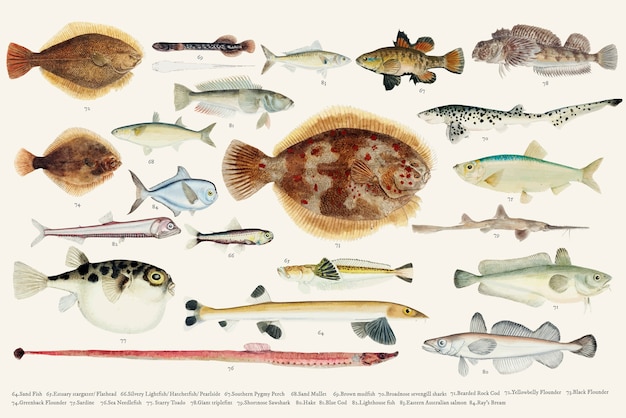 Free Vector colored vector illustration of fish drawing collection