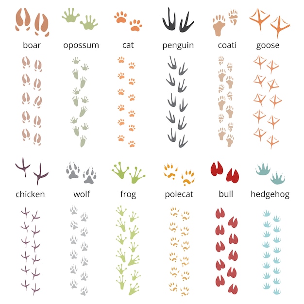 Colorful flat set of funny track footprints