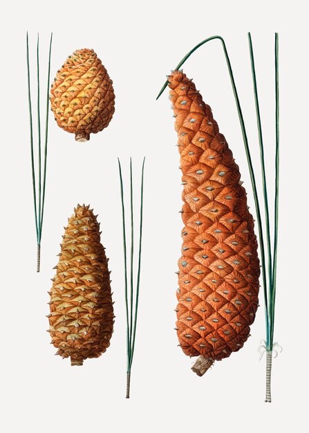 Conifer cones