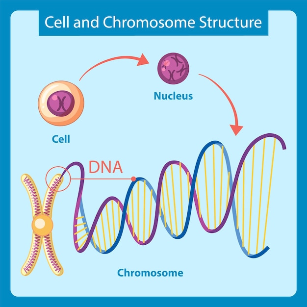 Diagram showing cell and chromosome structure