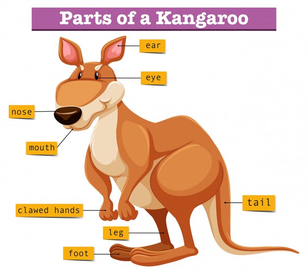 Diagram showing different parts of Kangaroo