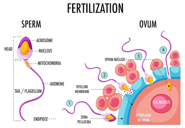 Diagram showing fertilization in human