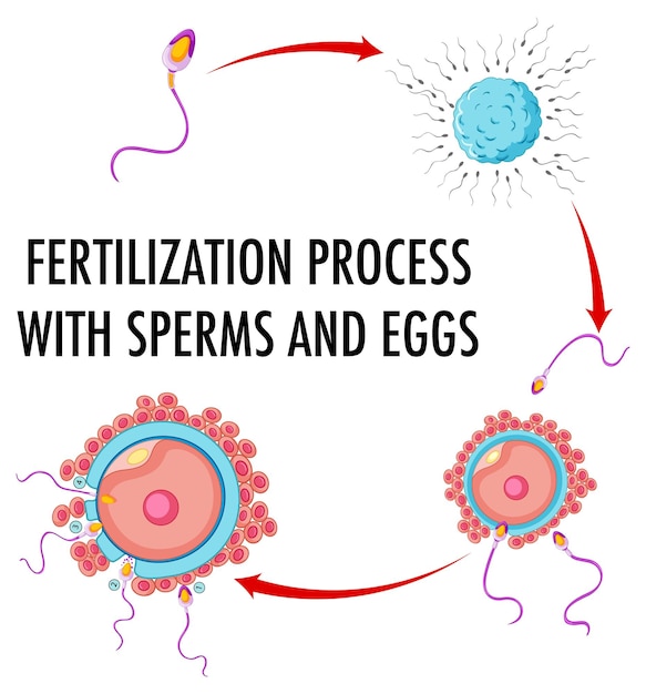 Free Vector diagram showing fertilization process