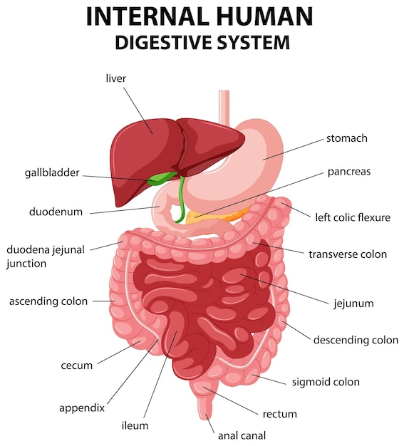 Free Vector diagram showing internal human digestive system