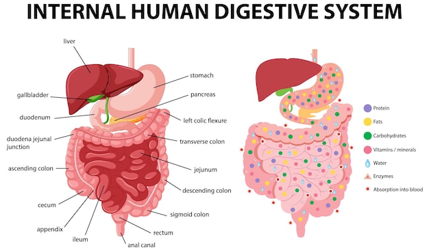 Free Vector diagram showing internal human digestive system