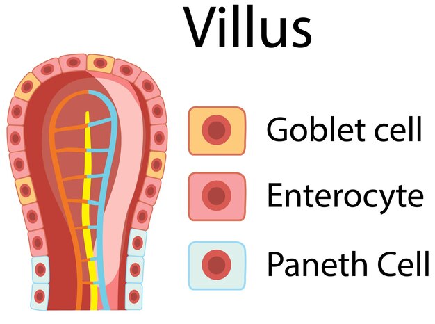 Diagram showing intestinal villus structure