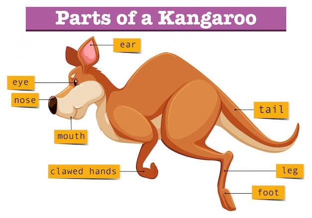 Diagram showing parts of kangaroo