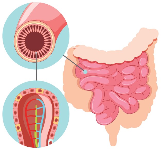 Diagram showing small intestine structure