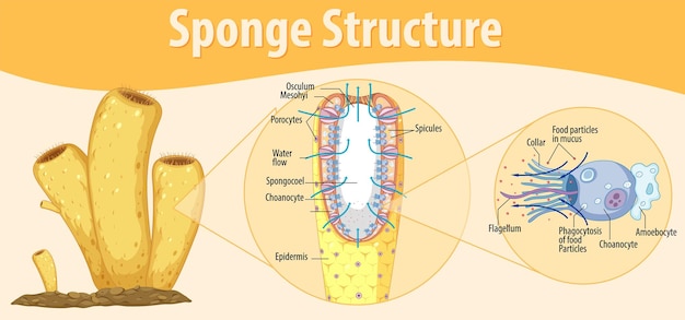 Diagram showing structure of sponge