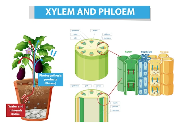 Diagram showing xylem and phloem in plant