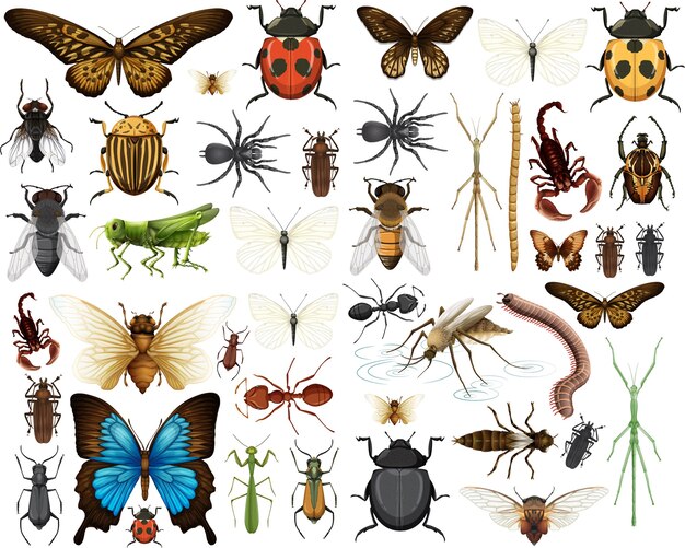 Different insects collection isolated on white background