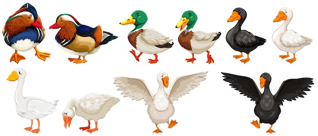 Free Vector different kind of ducks and goose illustration