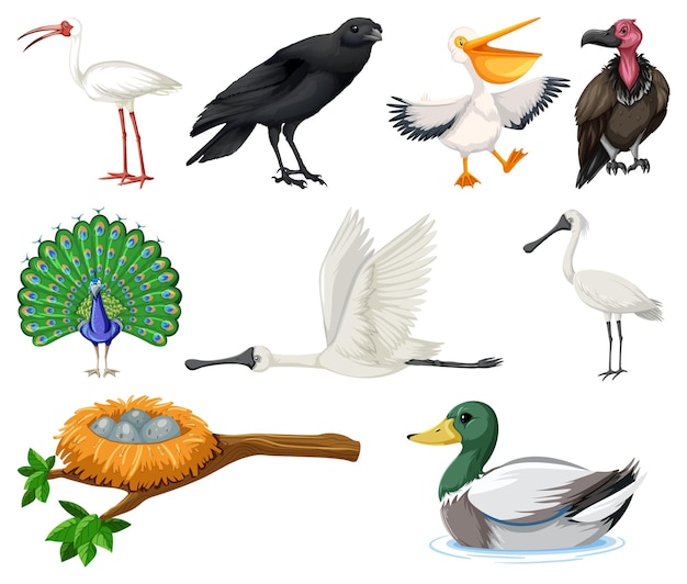 Different kinds of birds collection