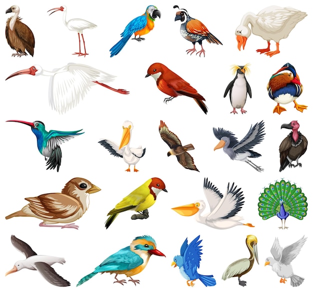 Free Vector different kinds of birds collection