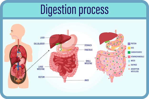 Free Vector digestion anddigestion cells and small intestine