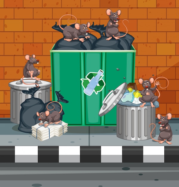 Dirty rats all over trashcans