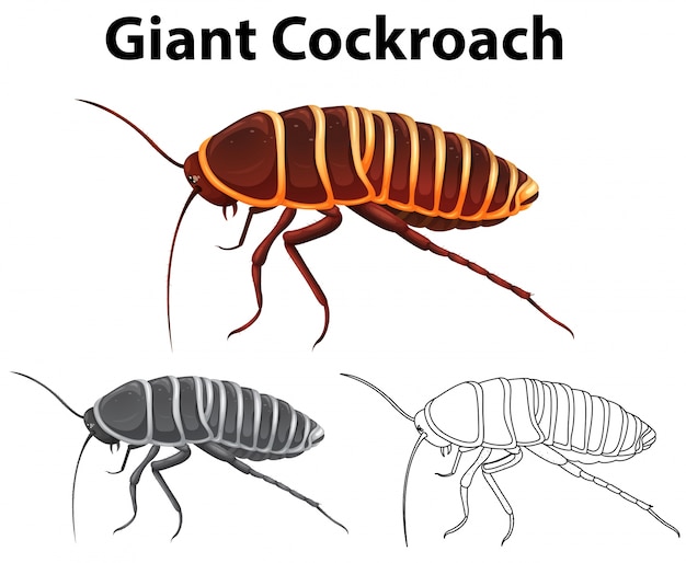 Free Vector doodle animal for giant cockroach