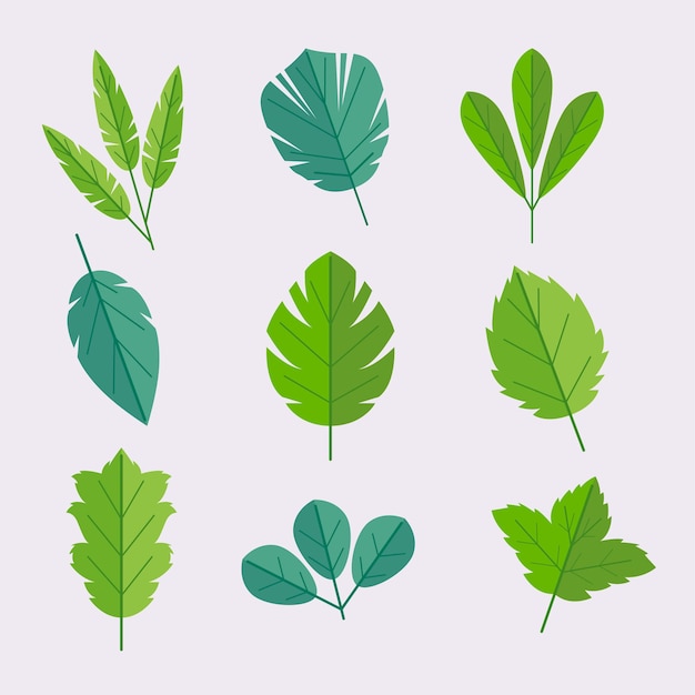 Free Vector flat design of leaves collection