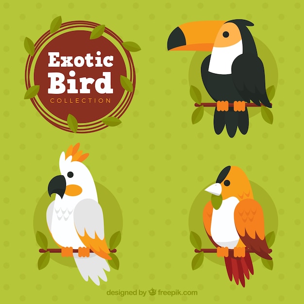 Free Vector flat exotic bird collection